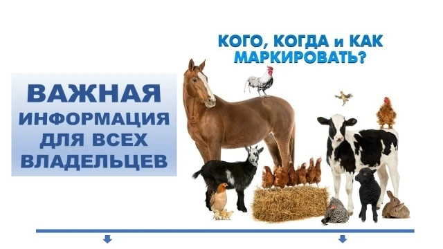 ОБЯЗАТЕЛЬНОЕ МАРКИРОВАНИЕ ЖИВОТНЫХ: ВАЖНАЯ ИНФОРМАЦИЯ ДЛЯ ВСЕХ ВЛАДЕЛЬЦЕВ

С 1 сентября 2024 года на
