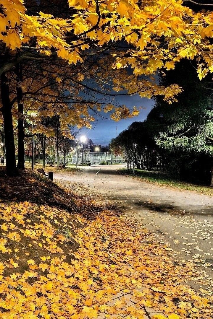 Ковёр из листьев в Бутовском парке 💛