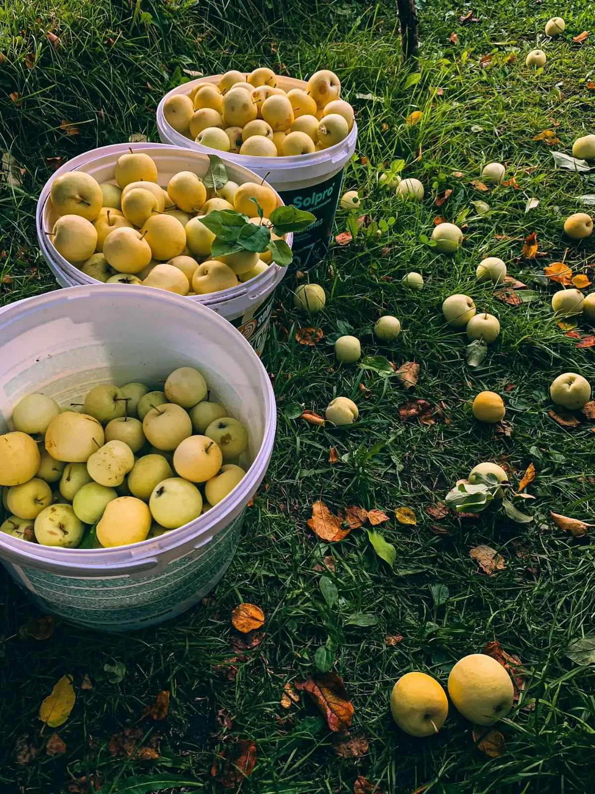 🍎 Каждый год я совершаю одну и ту же ошибку
