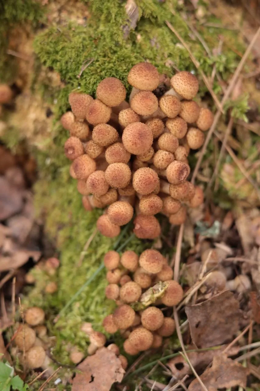 🍄 Тюменцы собирают опята полными вёдрами
