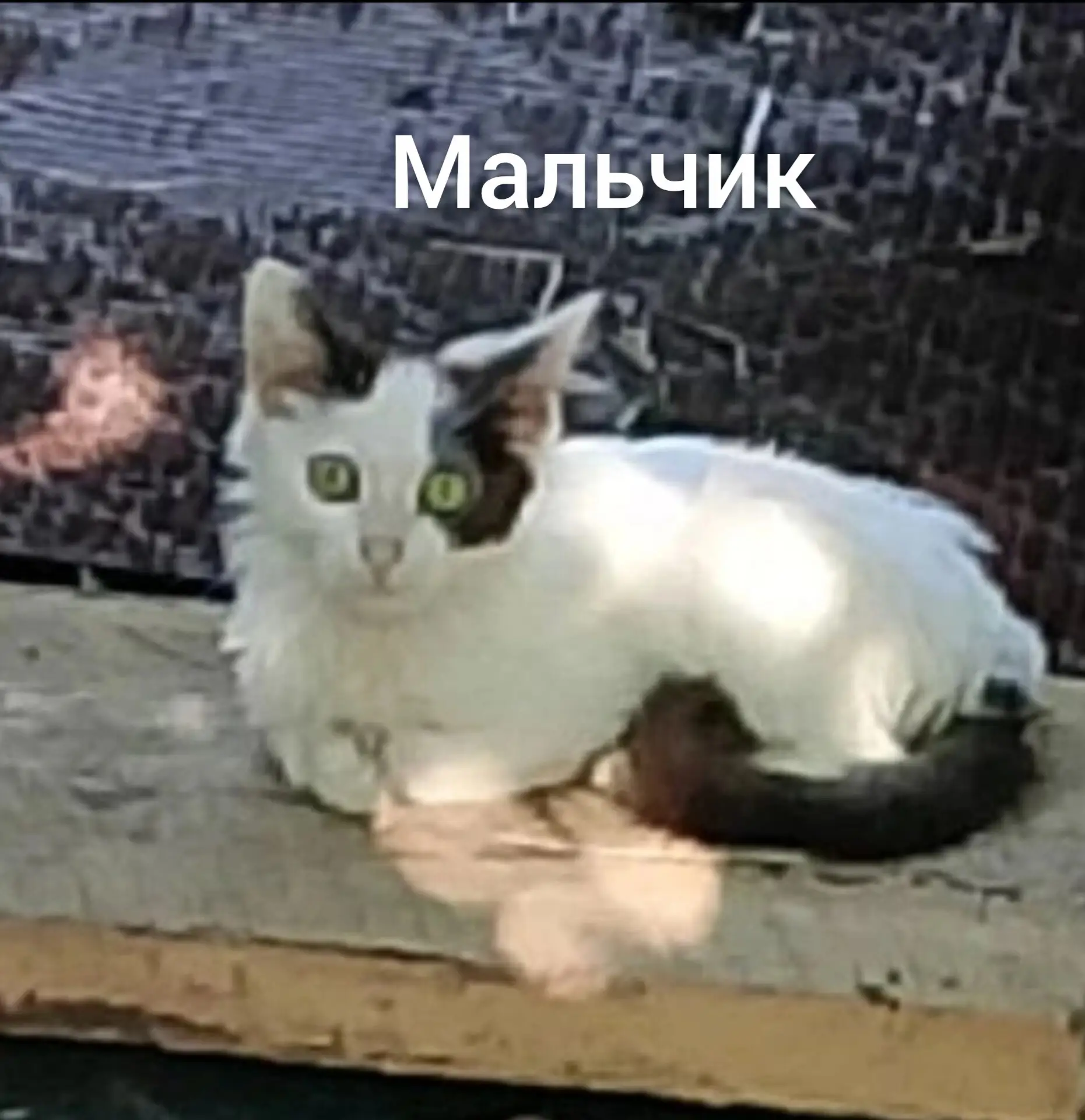 Котята в поиске дома!