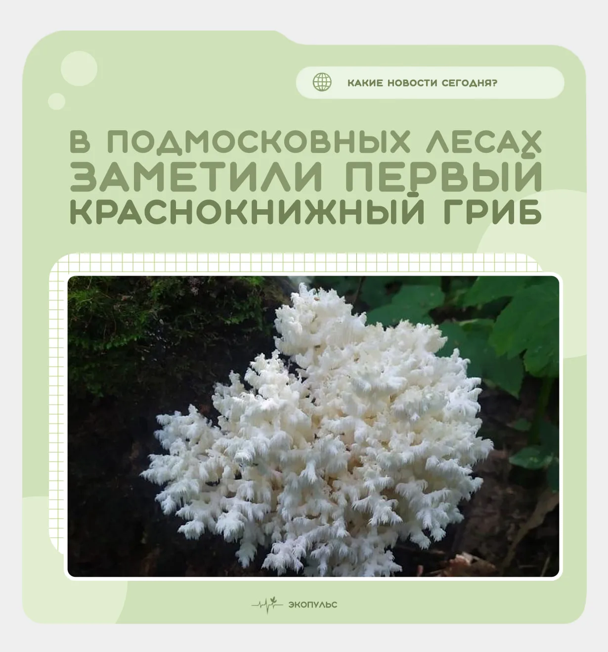 ❗ Сезон тихой охоты официально открыт? Не спешите!

🍄‍🟫 К традиционно открывающим сезон сморчкам, 