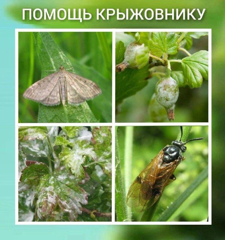 Избавляем крыжовник от пилильщиков или огнёвок.