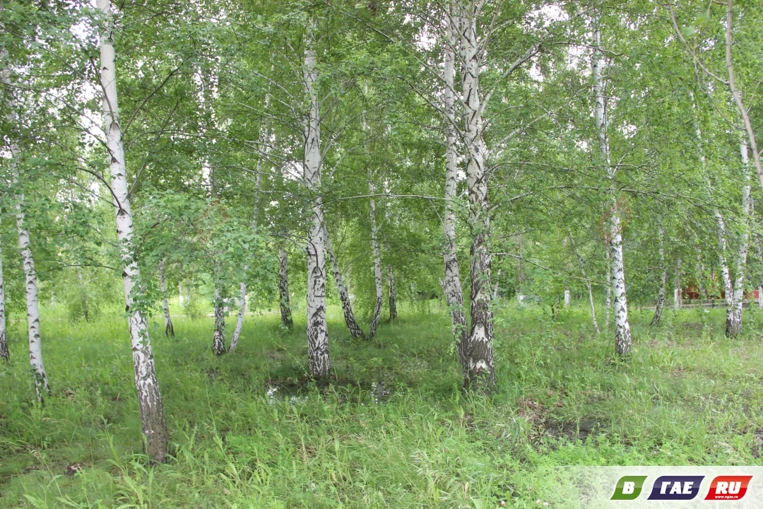 В сквере у ДОСААФ настоящий грибной бум. После дождей там высыпало столько сыроежек, что березы букв