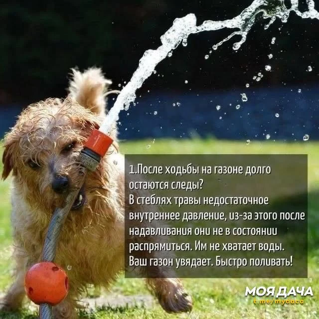 6 частых проблем с газоном 🌿