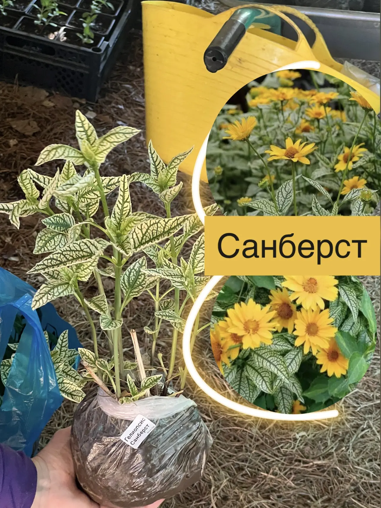 Осталось несколько свободных саженцев такого Гелиопсиса, по 320₽🌿