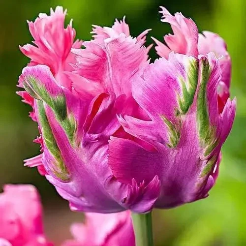 Попугайный тюльпан 🦜🌷 

🔅Попугайные тюльпаны относятся к группе сортов тюльпанов, известных своим