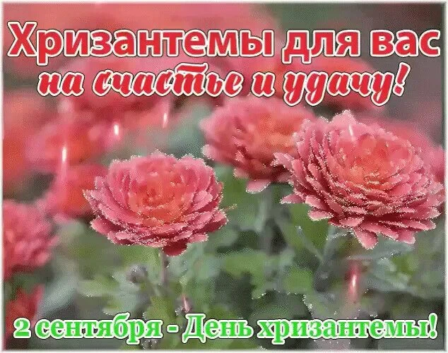 🌼 2 сентября — День хризантемы