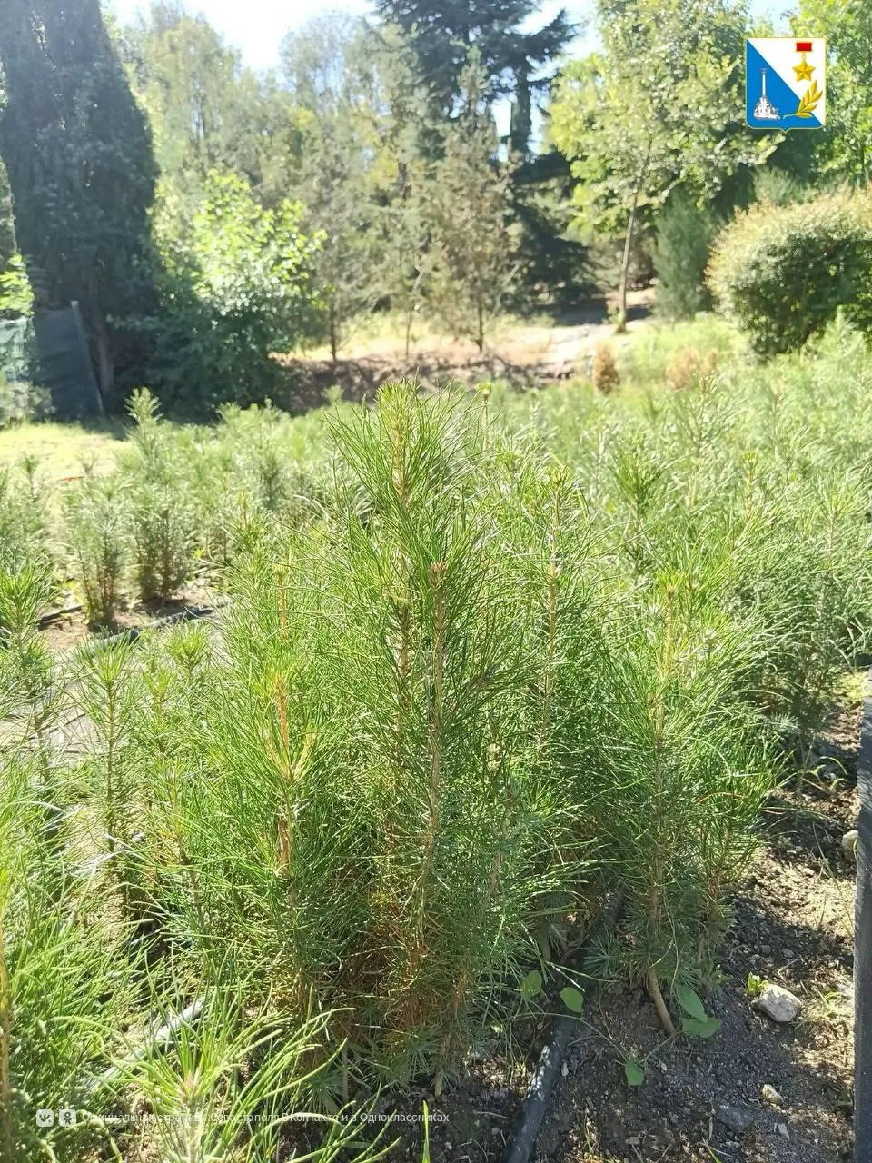 🌲15 кг семян краснокнижной сосны собрали для будущих посадок