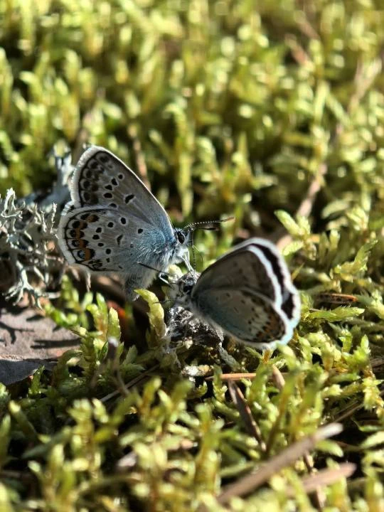 🦋 Прекрасные голубянки