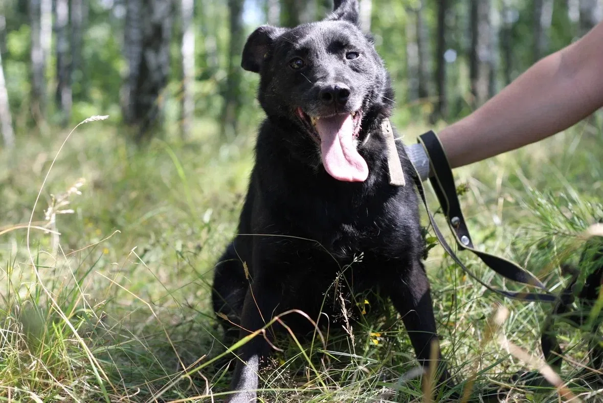 Закончилась зима, прошла весна, пролетело лето… а Тич всё ещё ждёт 🐾💔
