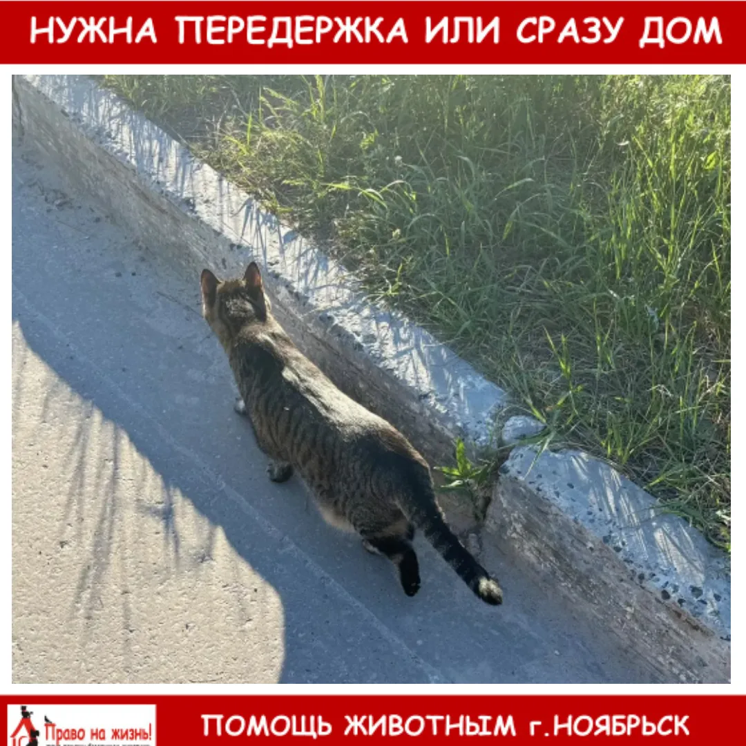 рядом с вайлдбериз на Холмогорской 49
Ласковая кошечка (или котик), подбегает на кис-кис, ластится, 