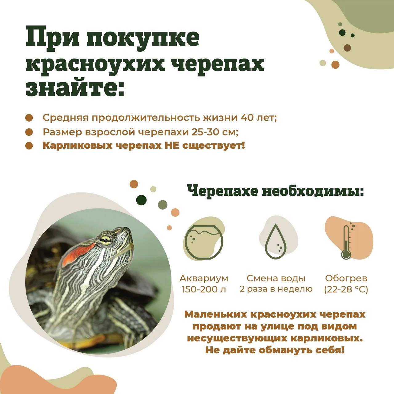23 мая – Всемирный день черепахи🐢  Сегодня во всем мире отмечают день потрясающих рептилий, которые 