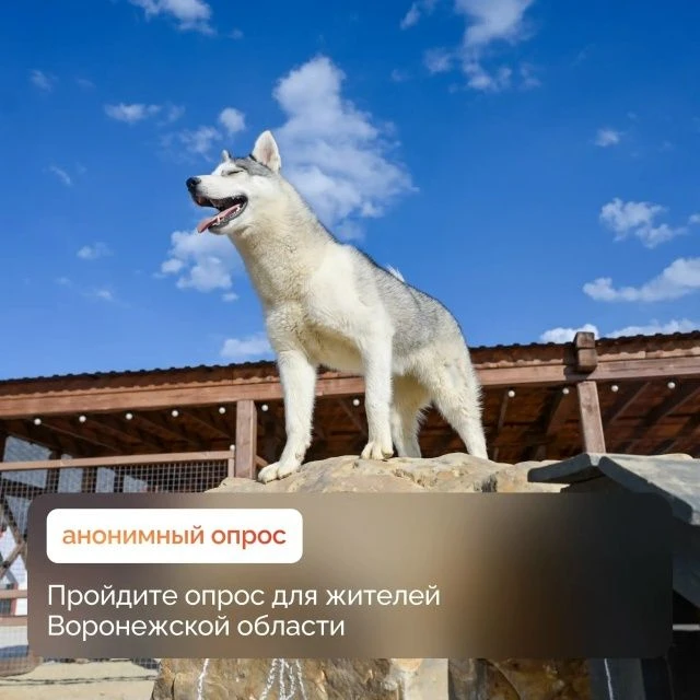 Хотите повлиять на развитие Воронежской области? Пройдите короткий опрос — ваши ответы ...