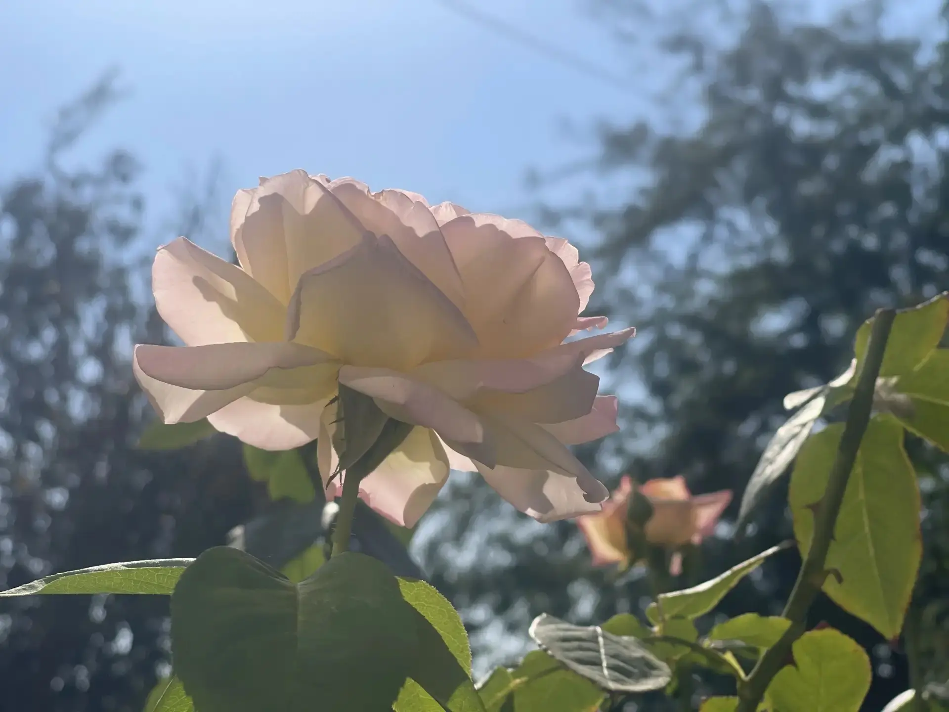 🌹 Королева сада сдает осенний экзамен: спасаем розы от вымерзания!
