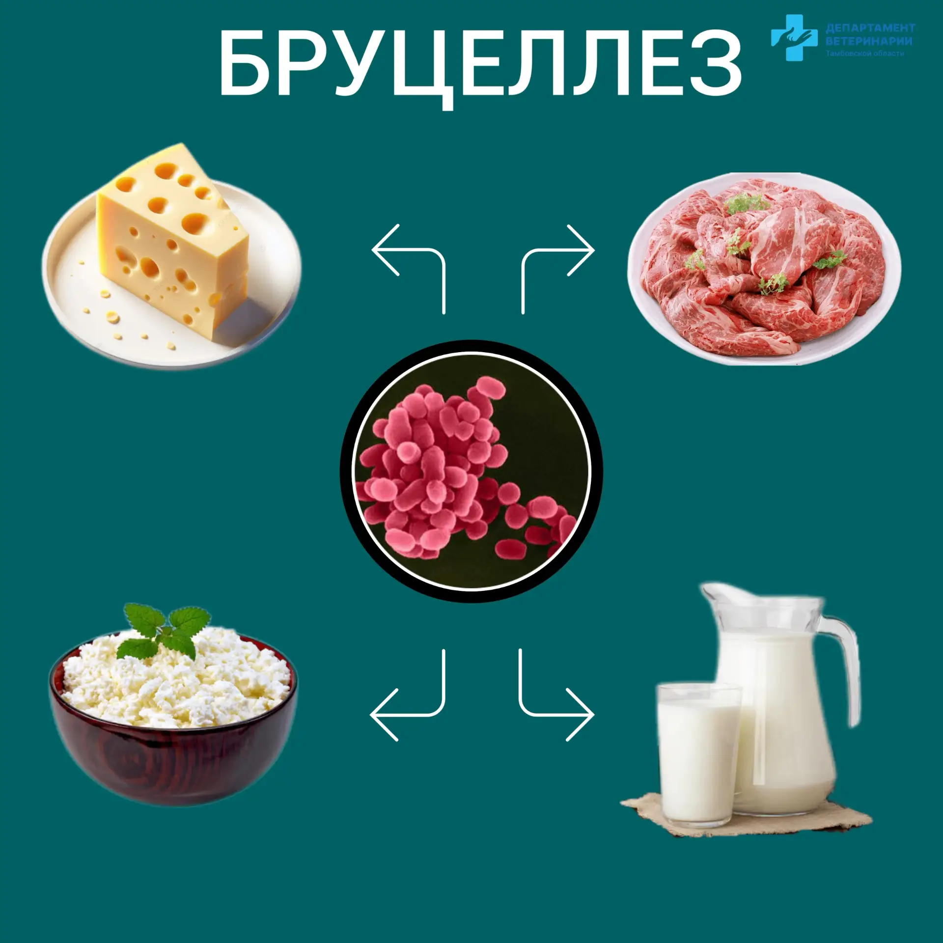 🐄 Бруцеллёз: коротко о серьёзной угрозе