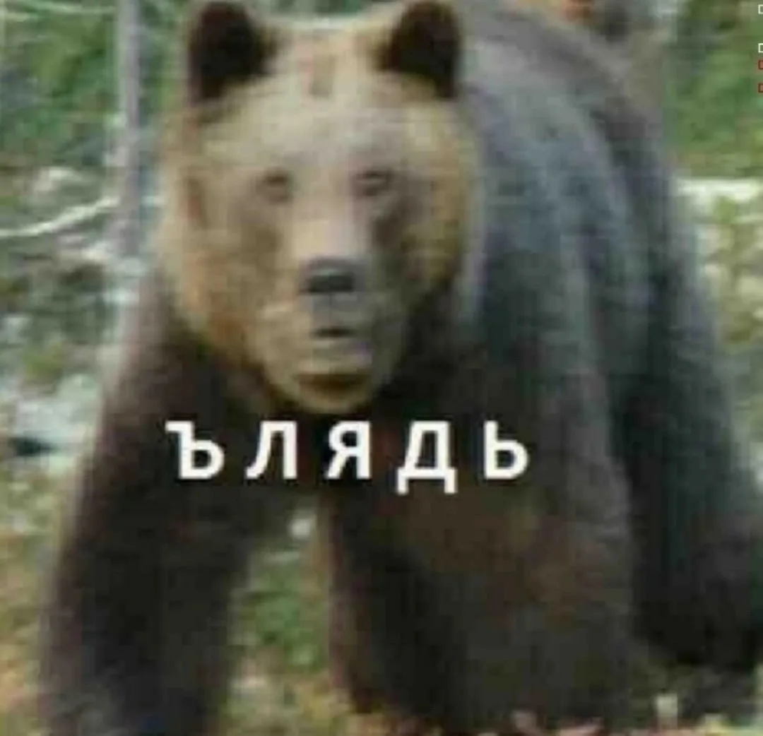 Медведь, когда понял, что зашел в город