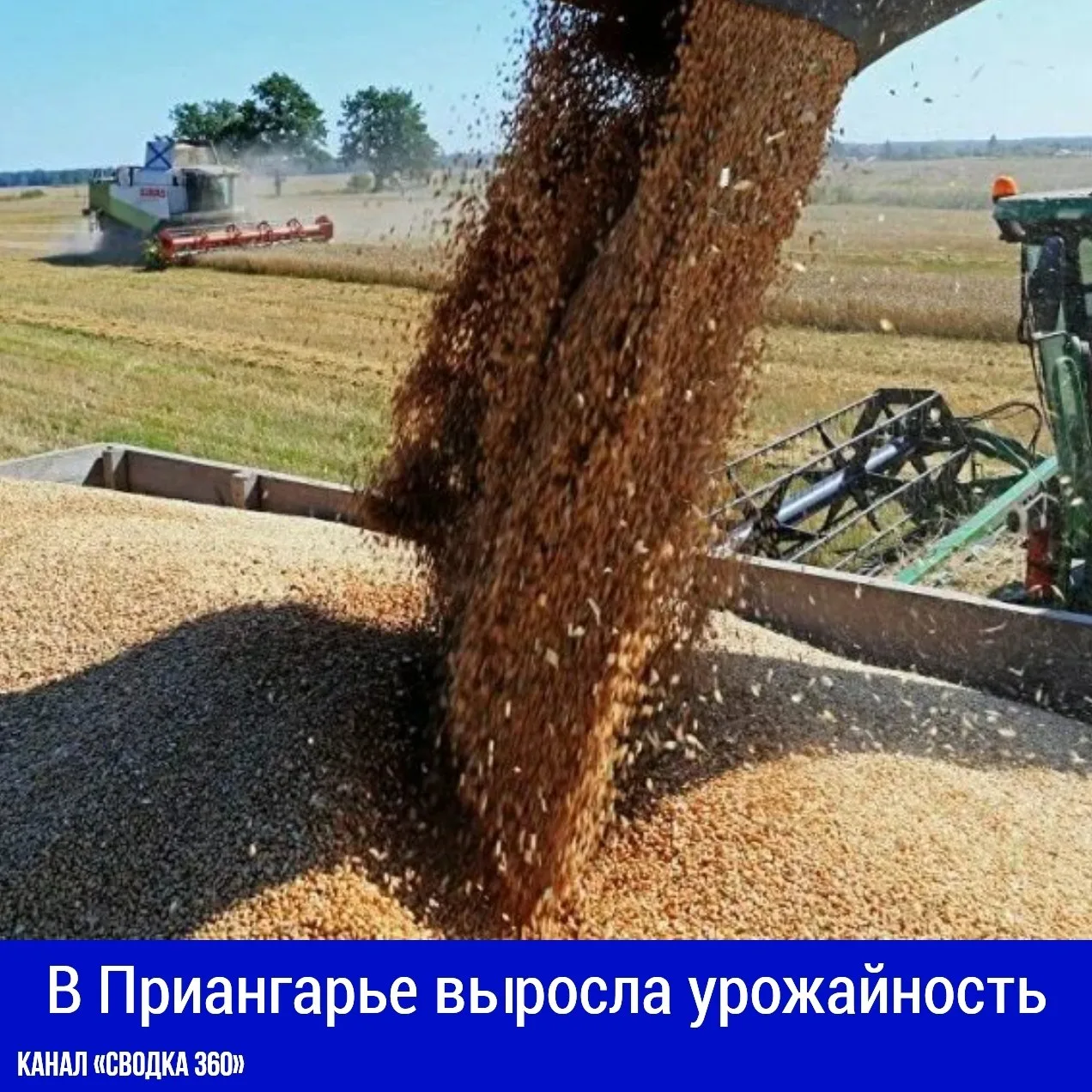 В Приангарье выросла урожайность!