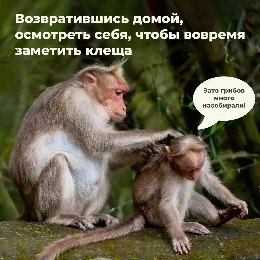 Сезон активности клещей продолжается.

Как защититься от укусов и обезопасить себя, рассказали в кар