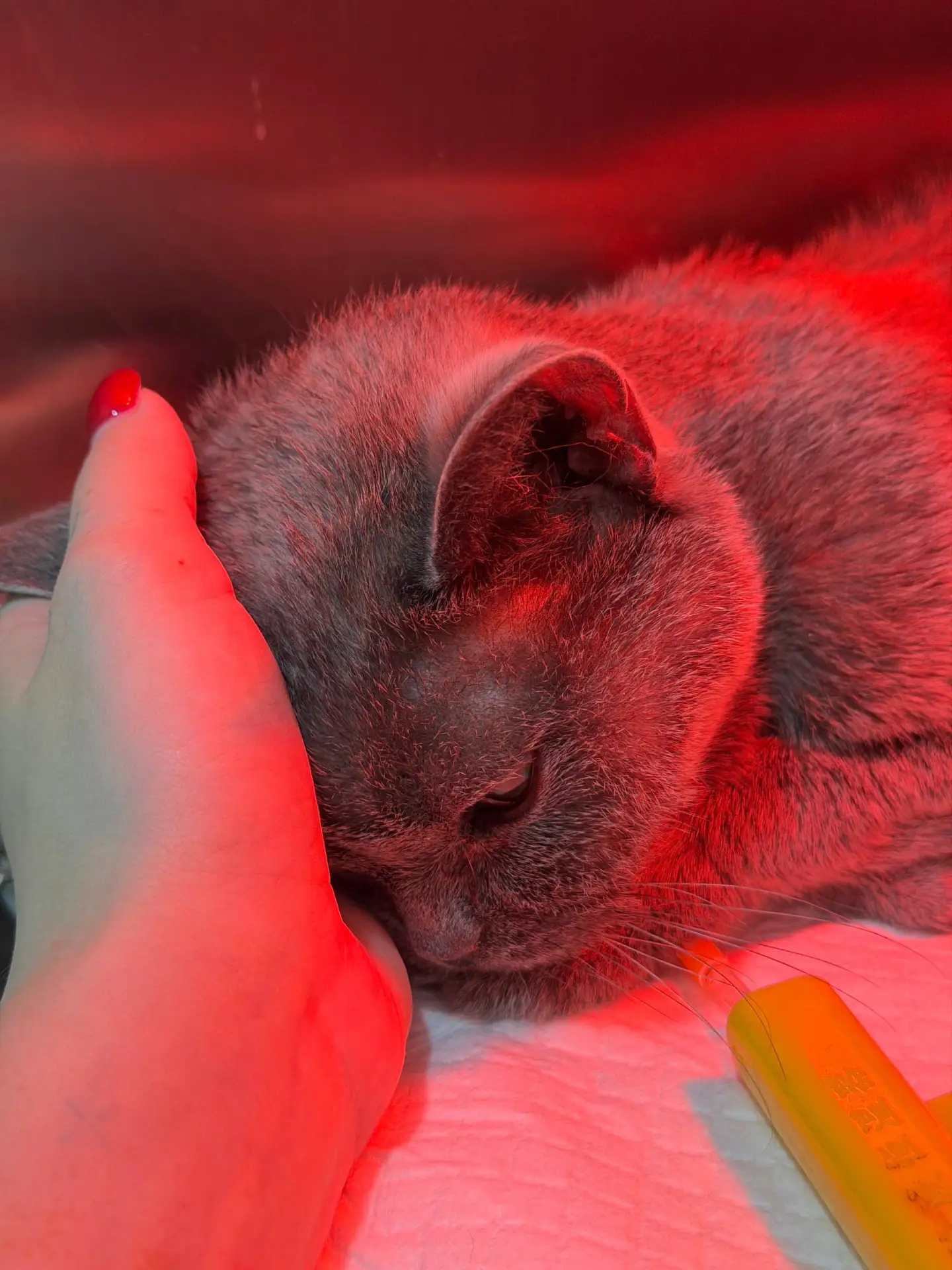 #LeronBaron приняла решение усыпить свою кошку 🥺