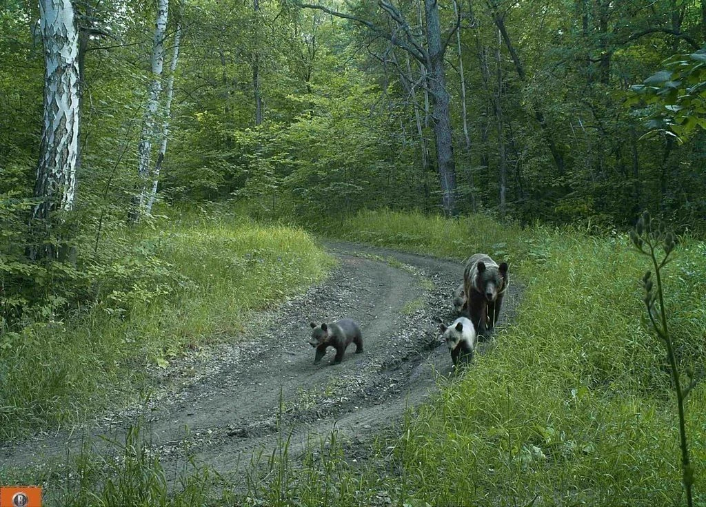 🐻 В Академгородке заметили медведицу с медвежатами