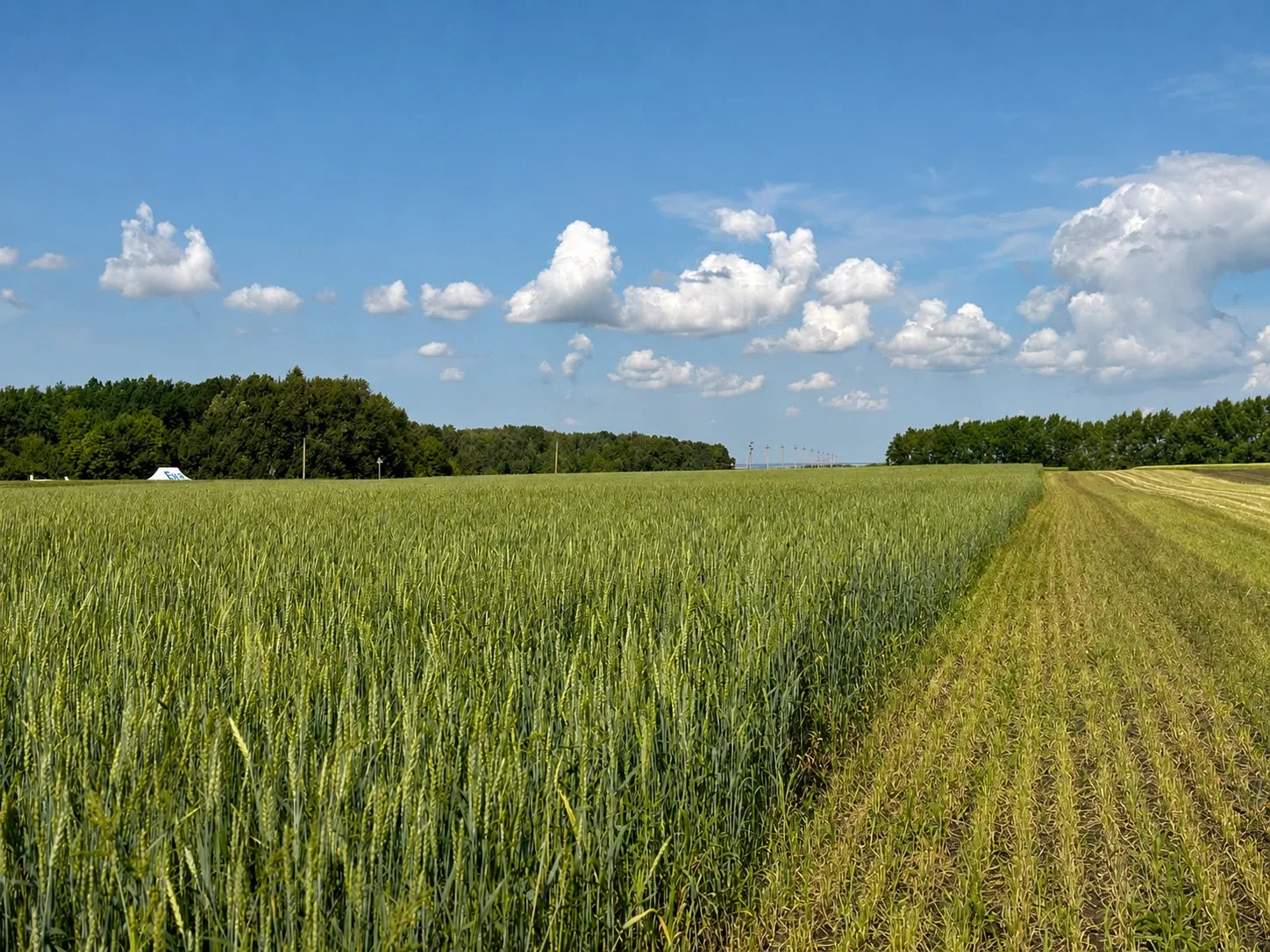 Доброе утро, Буинск!🌾
Хәерле иртә, Буа!🚜
Сегодня пятница, 31 июля 
За окном 18°C

Хорошего дня! Пу