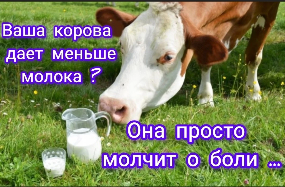 «Мастит бывает тихим. Коровка ведёт себя как обычно, но молочко уже пропадает. А потом ...