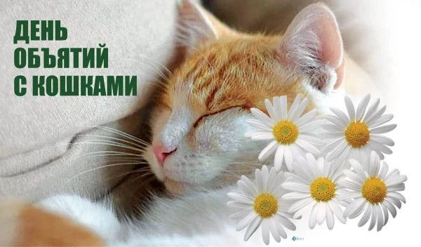 Сегодня — День объятий с кошками! 😺🤗Уделите немного времени своим пушистым друзьям, о...