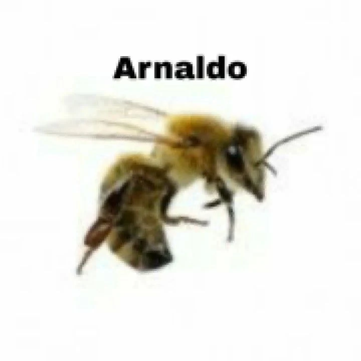 кидай арнальдо