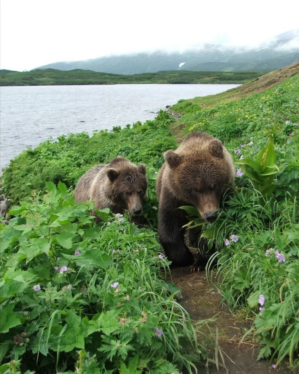 Озеро Ажабачье — самый крупный нерестовый водоём азиатской нерки в России  Предположительно, озеро в
