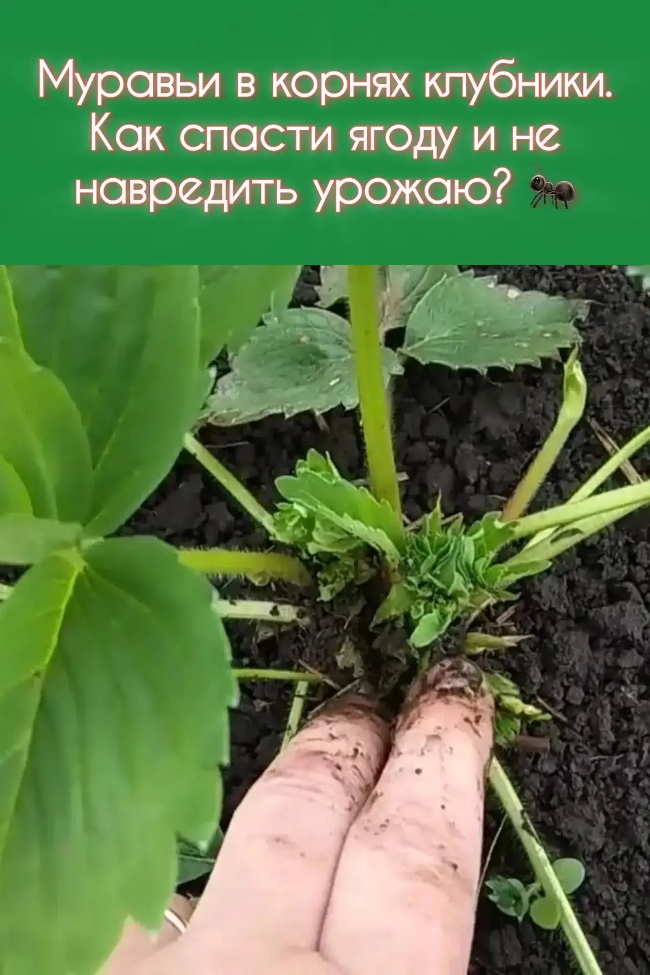 Муравьи в корнях клубники: как спасти ягоду и не навредить урожаю? 🐜🍓

Вы заметили, что кусты клуб