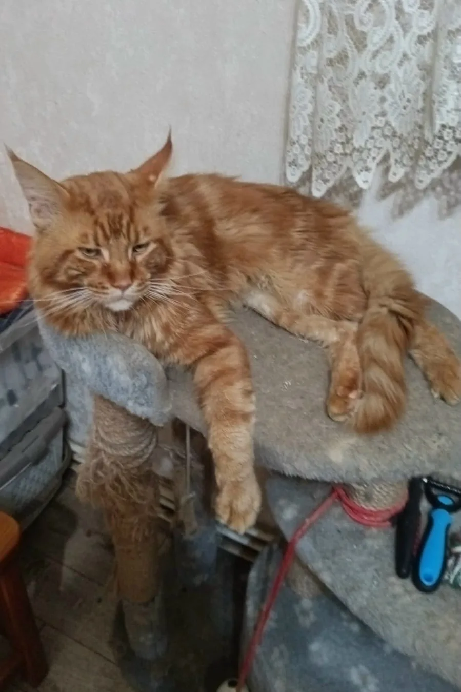 с. Балтым!!! Пожалуйста, помогите найти/зафиксировать кота!!!