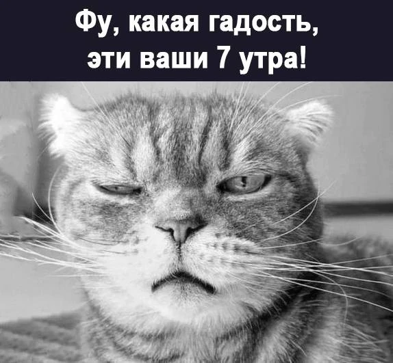 Кактус