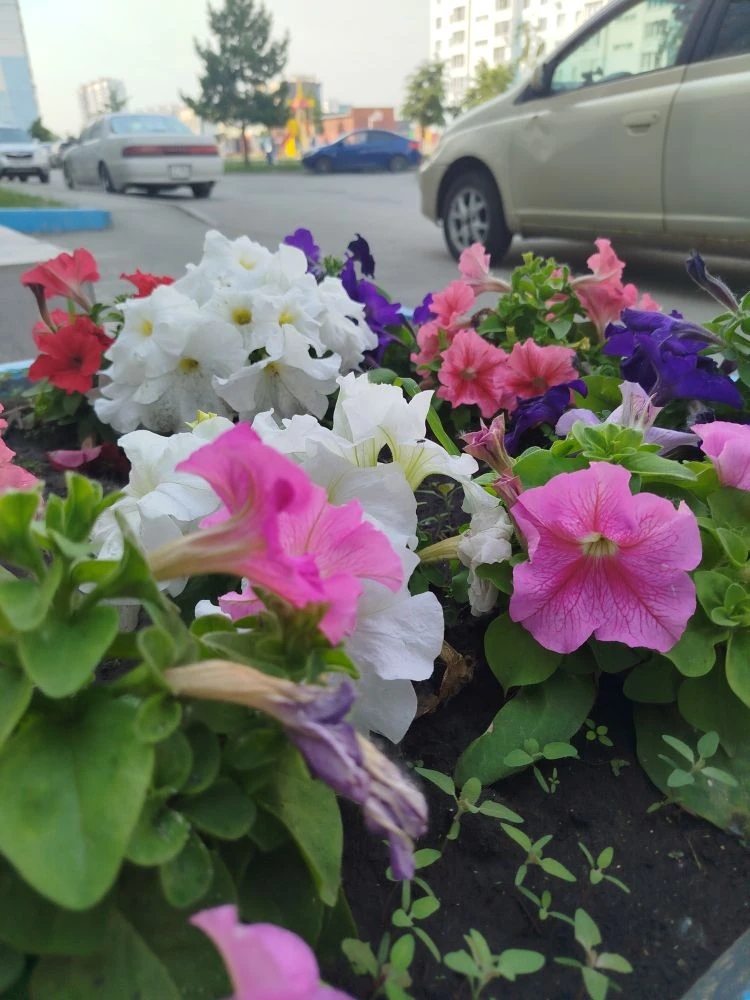 Лето — это время, когда даже обычный двор превращается в цветущий рай! 🌸🌺 Для жителей...