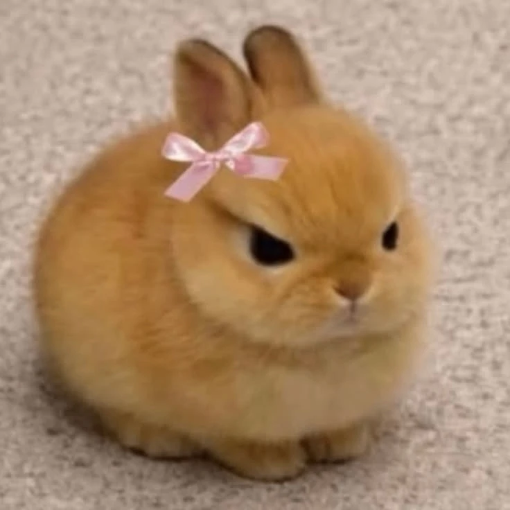 Аватарки с Кроликами🐰