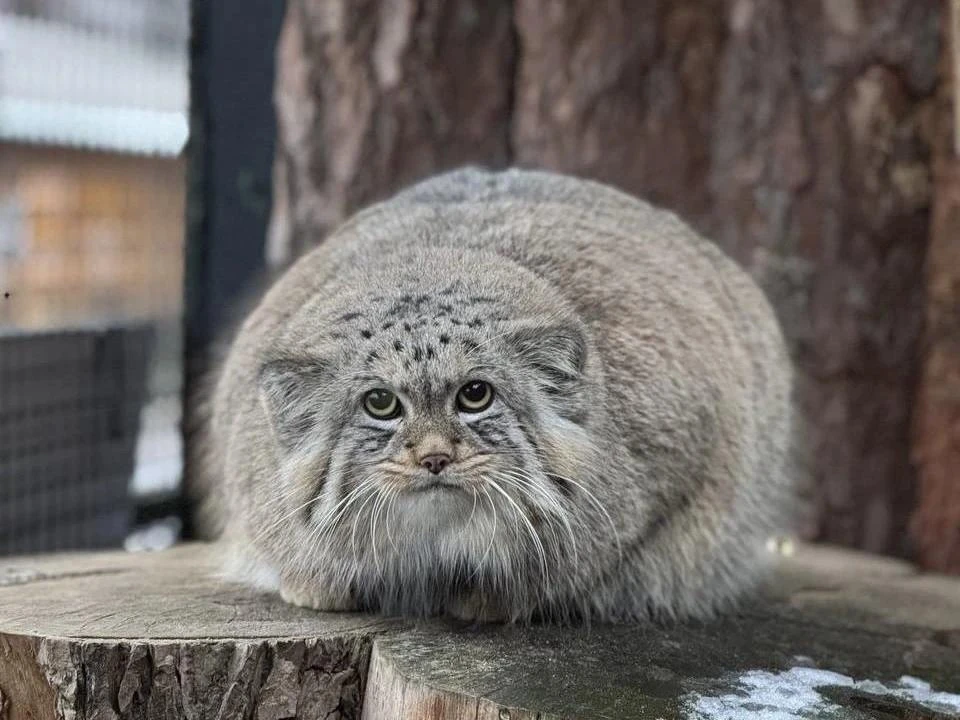 🥰 Манулы из Ленинградского зоопарка усиленно наедаются перед зимой