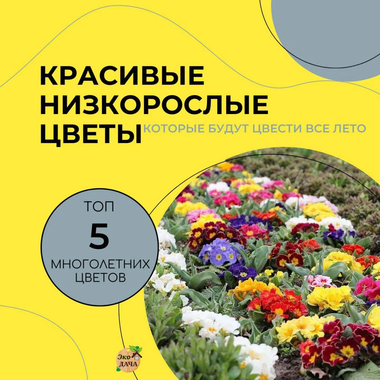 Красивые низкорослые цветы для клумбы. Часть 2
Топ-5⃣ лучших многолетних цветов
 
1🌸Алиссум - быстр