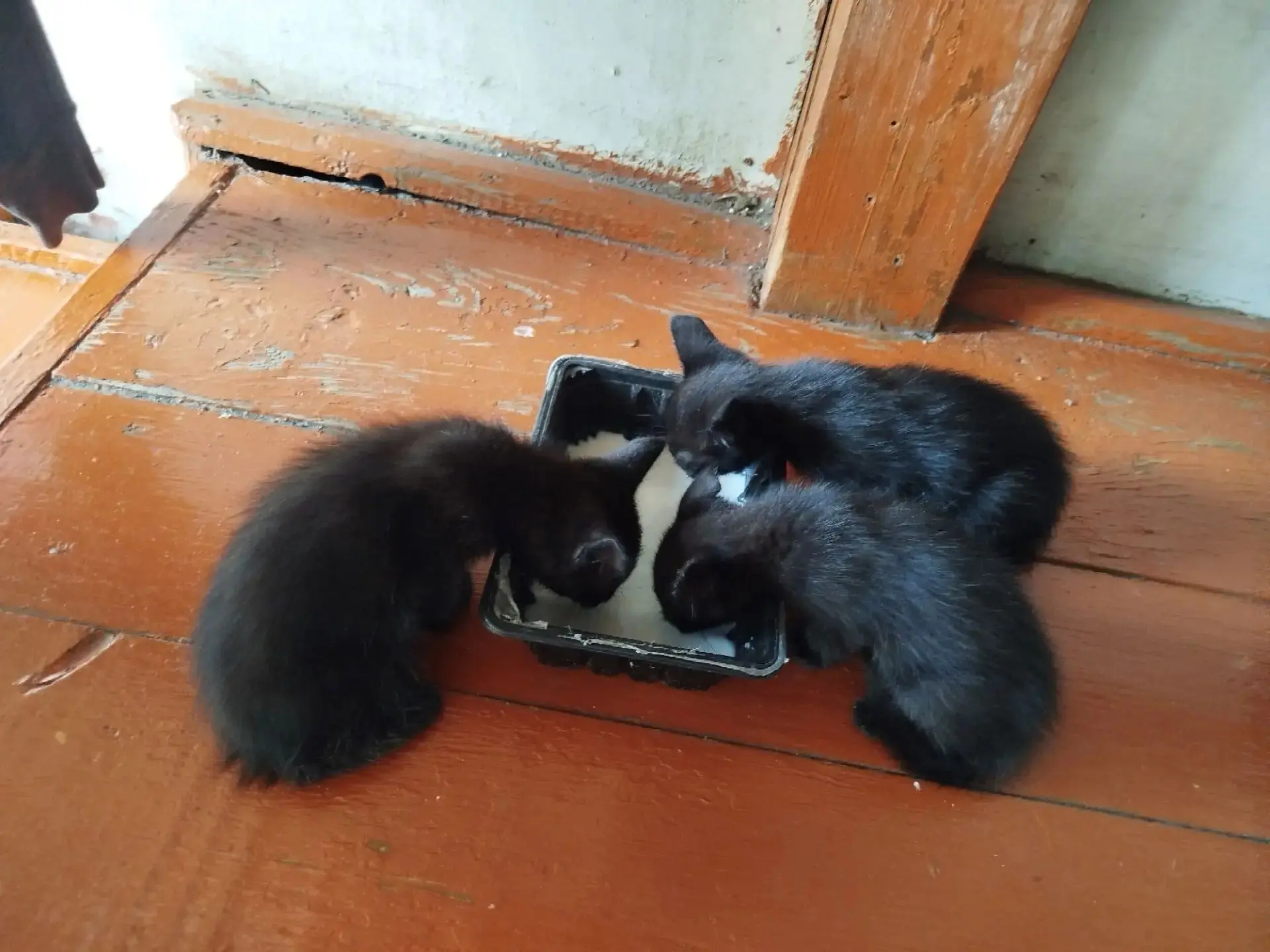 Отдам 3х черных котят в добрые руки, возраст 1 месяц, кушают всё.