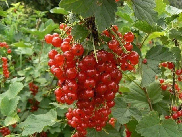 Саженцы красной смородины без затрат