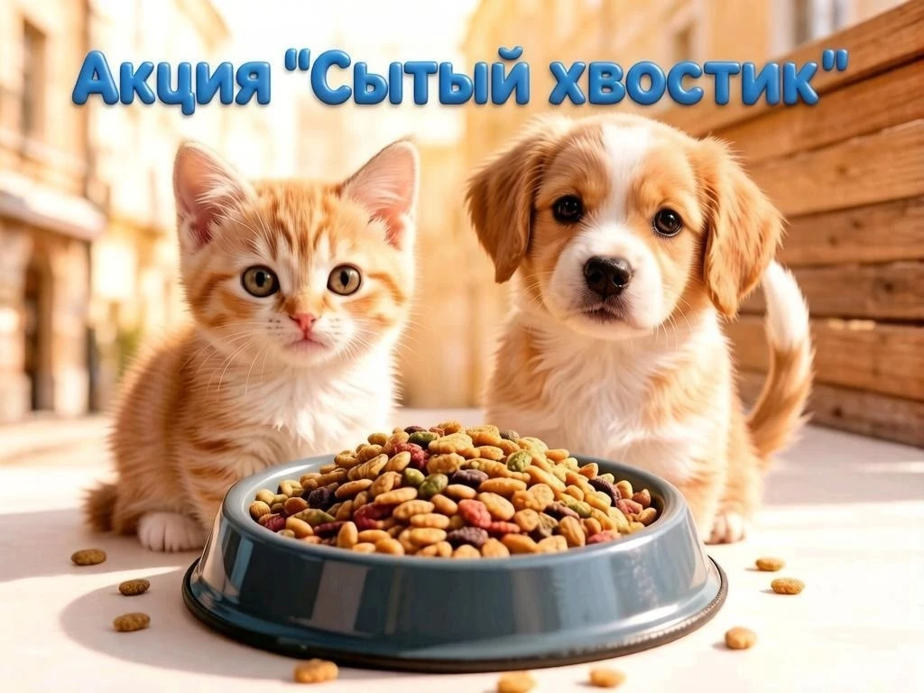 🐾 Акция «Сытый хвостик»: поможем братьям нашим меньшим этой осенью!