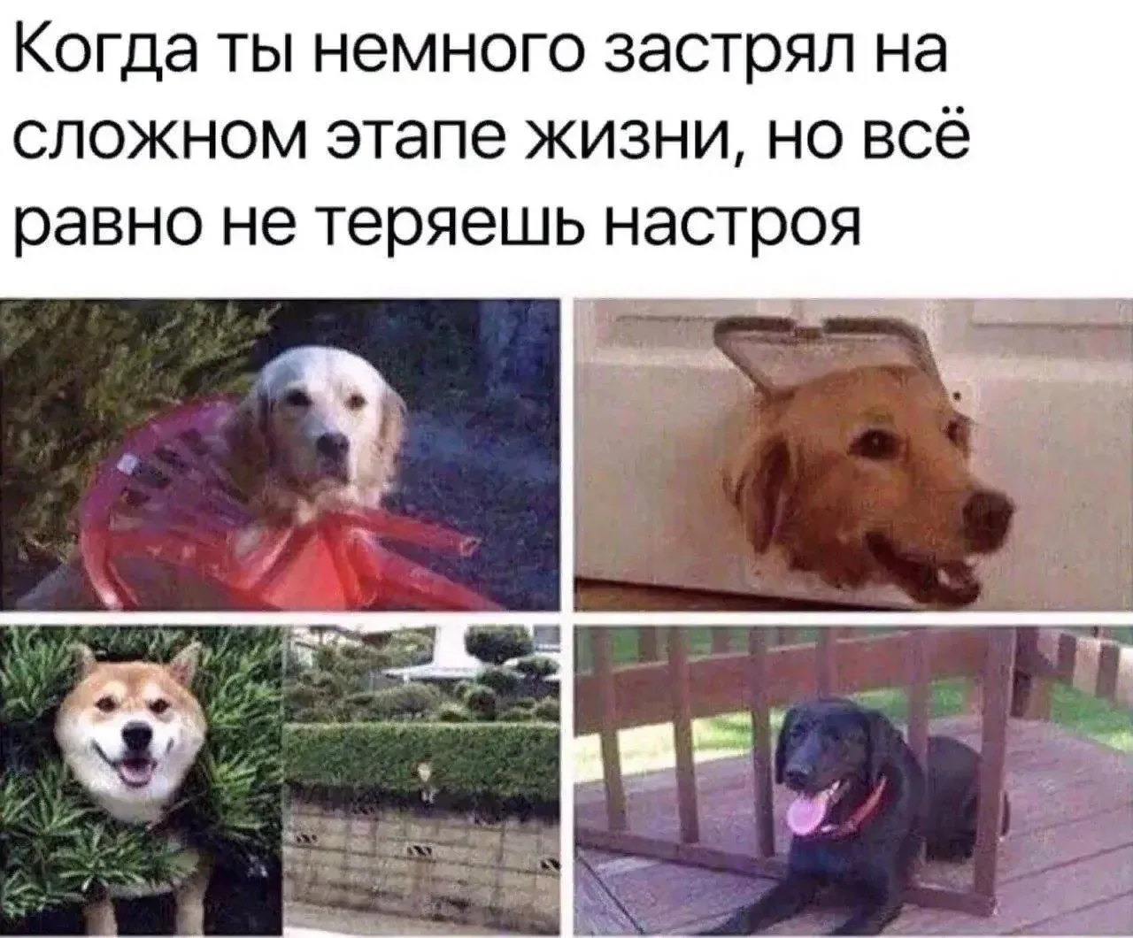 ПЕРВЫЙ МЕМНЫЙ