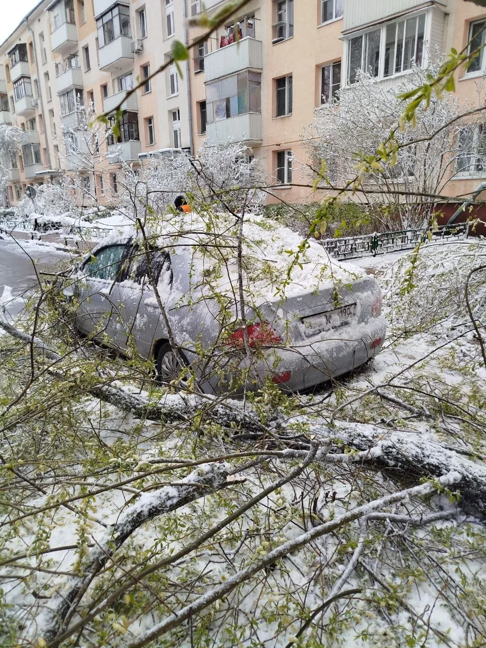 Дерево упало на автомобиль.