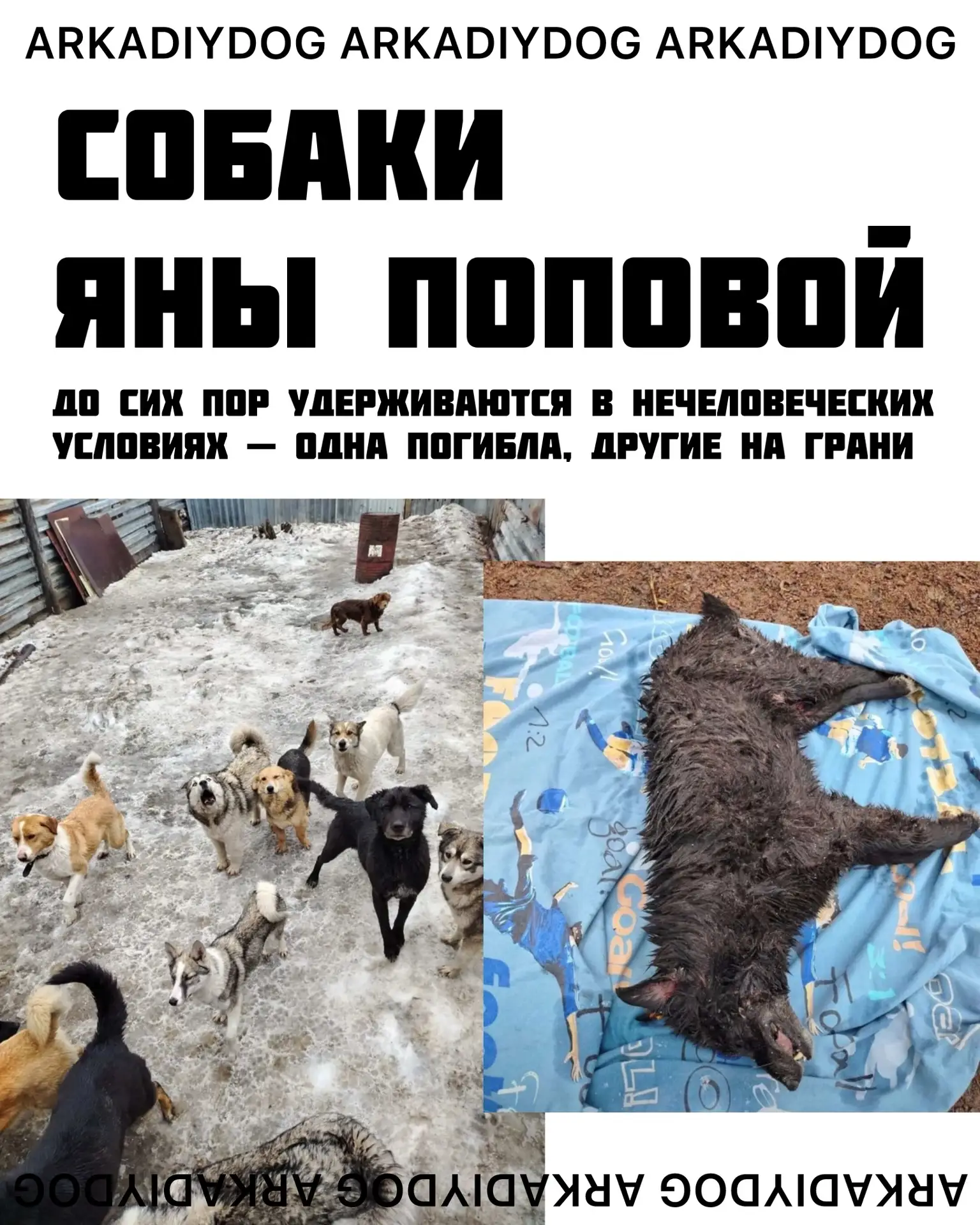 Собаки Яны Поповой до сих пор удерживаются — на них зарабатывают сотни тысяч, пока они ...
