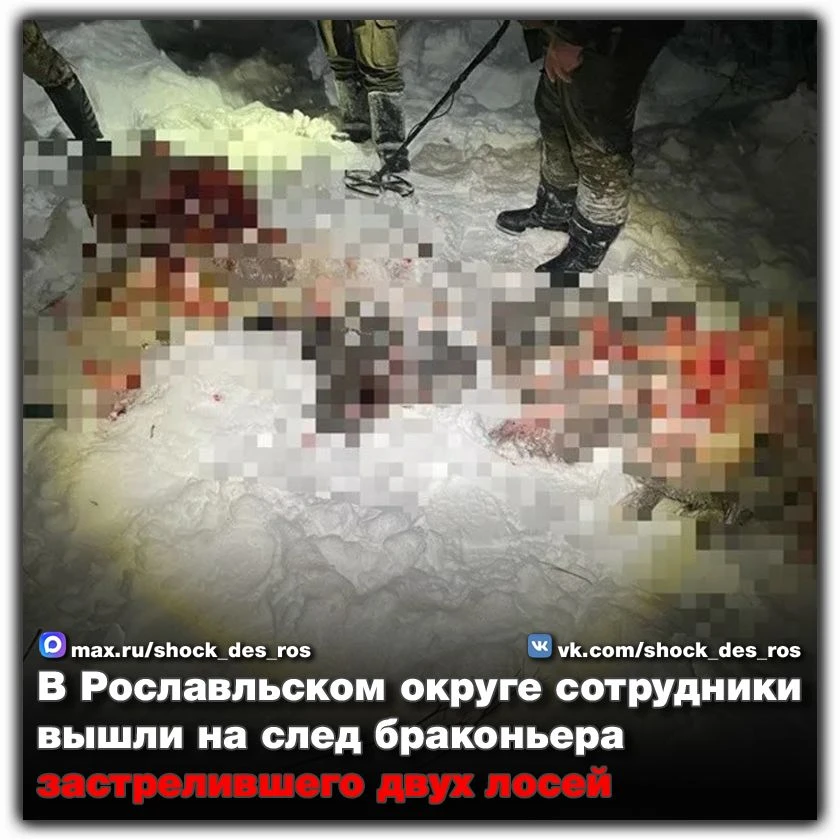 🔴 В Рославльском округе сотрудники вышли на след браконьера застрелившего двух лосей  Полицейские со