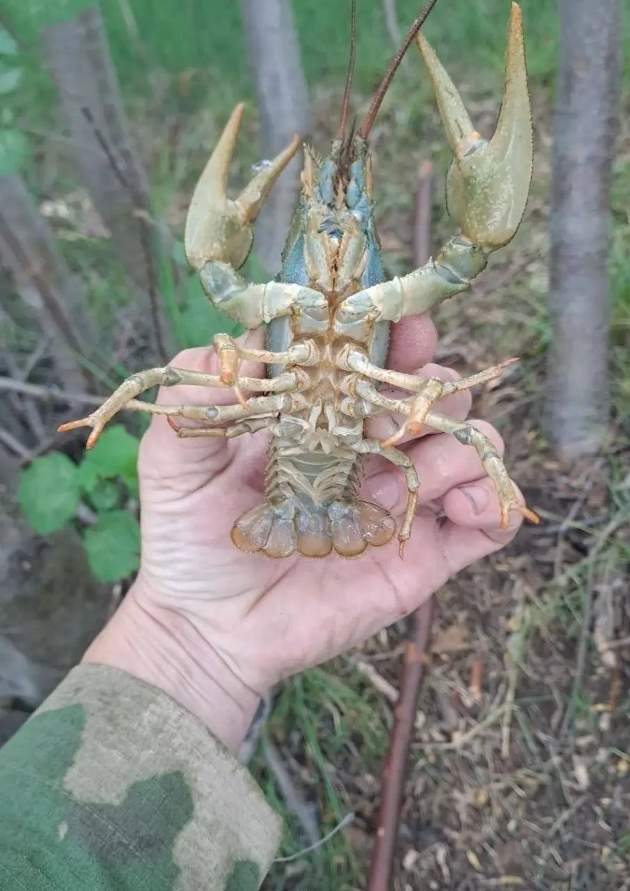 От подписчика: