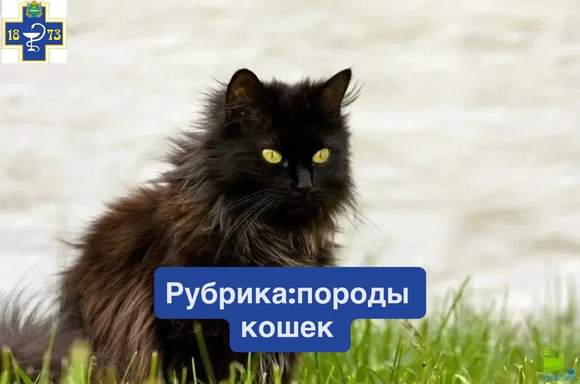 ☑️Шантильи тиффани