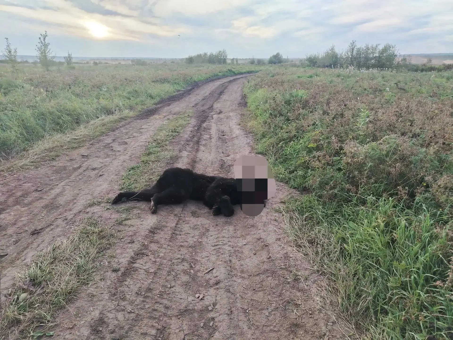⚡️ В последние дни в Киренском округе участились случаи выхода медведей к населённым пу...