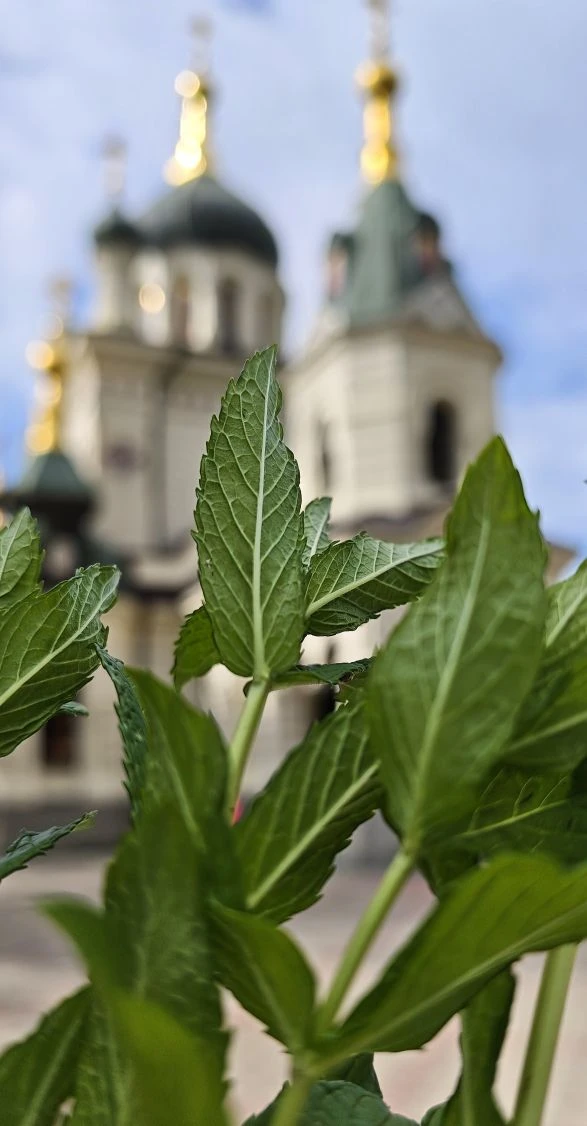С Праздником Святой Троицы 🌿, православные!