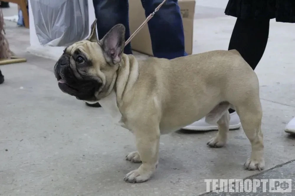 🐕Собаки без намордников и на детских площадках: названы самые популярные жалобы на вла...