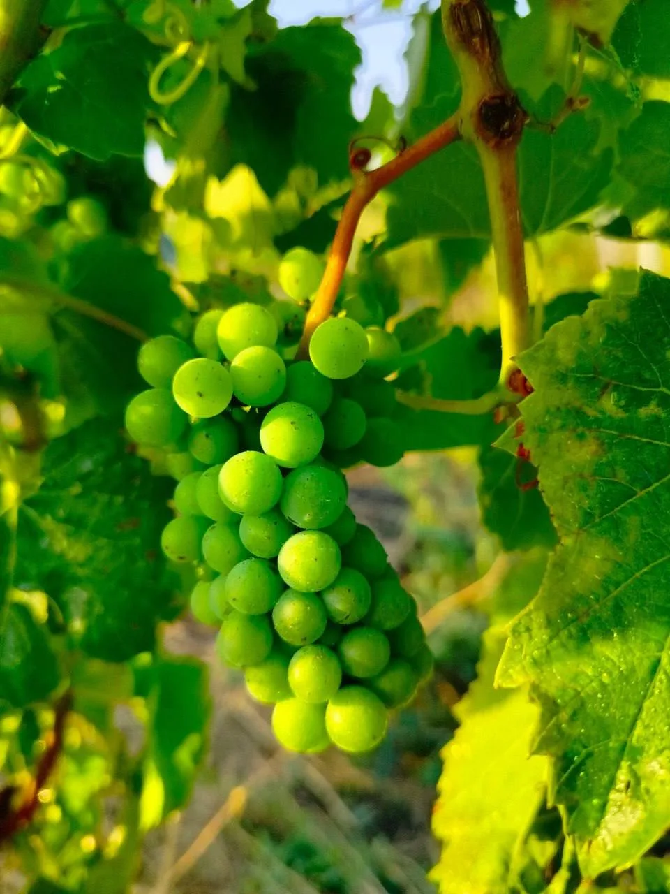 🍇 ООО «Кардинал Агро»: обработка винограда в фазу смыкания ягод
